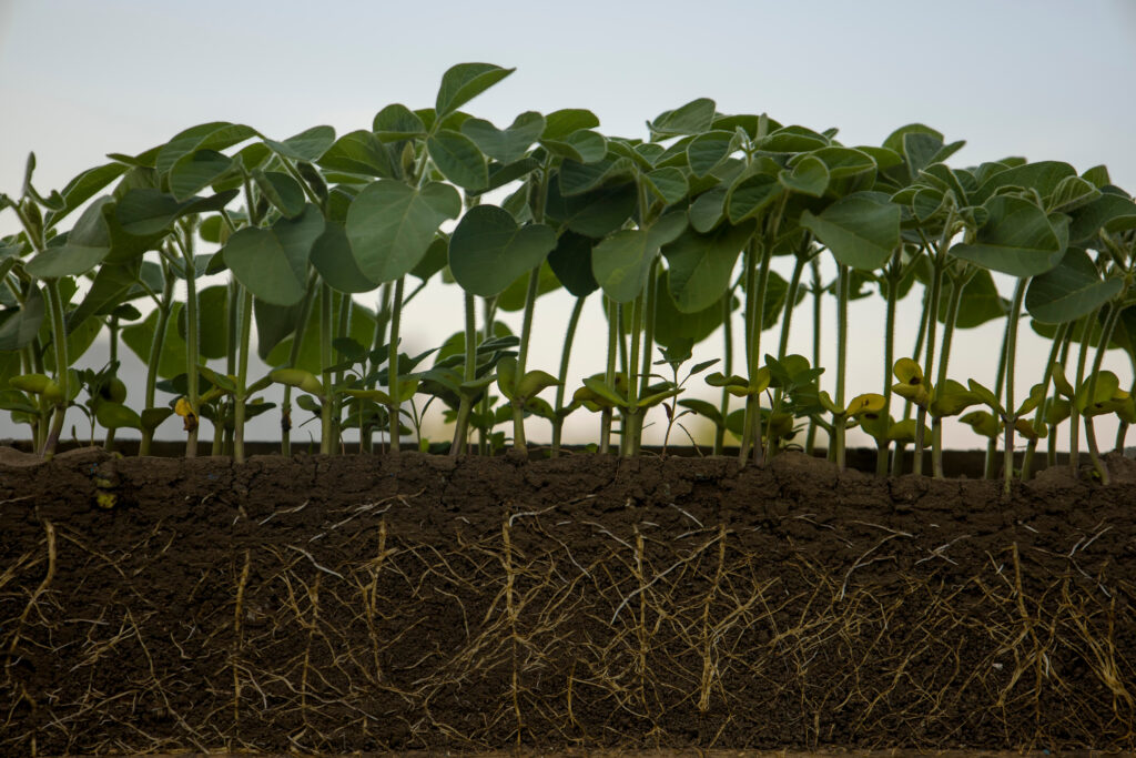 PFAS in home-grown crops